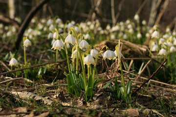 Blooming spring snowflake. A sign of the first spring days. Flowered wild areas of the Stolowe Mountains National Park in Poland.