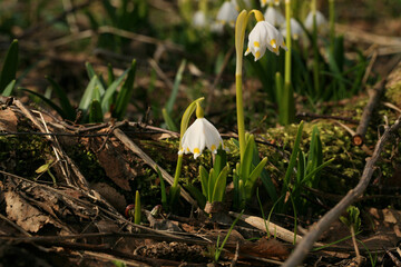 Blooming spring snowflake. A sign of the first spring days. Flowered wild areas of the Stolowe...