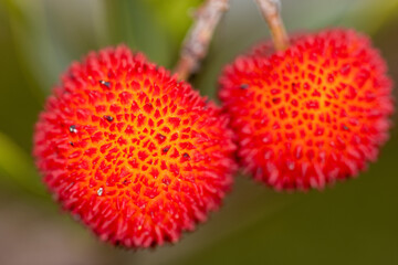 Fruits of the strawberry tree from Mljet island, Croatia