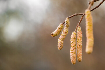 Blossoming hazelnuts in early spring. Green buds. Pollen allergy concept.