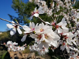 Fiori di mandorlo