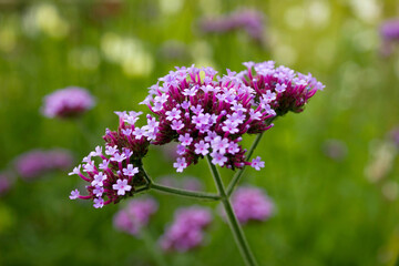 Obraz premium Beautiful blooming purple Verbena bonariensis, purpletop or Argentinian vervain, tall verbena medicine herb. Close up violet verbena flower in garden. Purple wildflower in field on floral background
