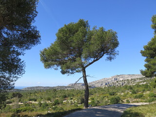 Fototapeta premium the hiking trail to the bay of Calanque d en Vau, Calanques National Park, Marseille, Provence, April, France