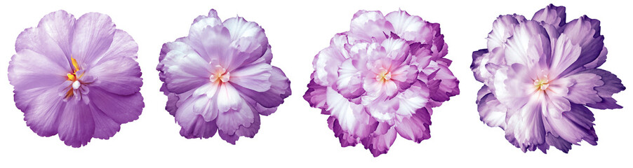 set  purple  flowers isolated on a white background. Close-up. Flower buds on a green stem. For design. Nature.