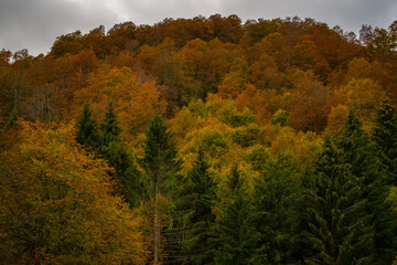 Fototapeta premium Cansiglio Foliage