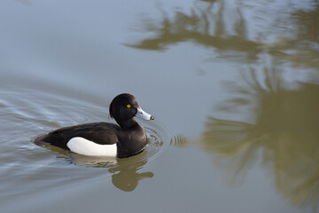 Male Tufted duck