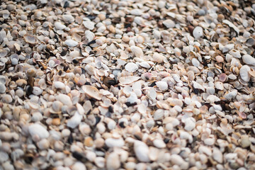 Seashells by the seashore in Jurmalciems, Latvia