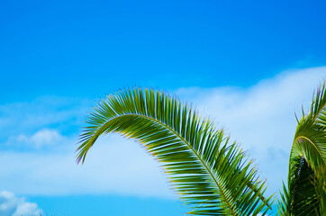 Palm leaves with blue cloudy sky background