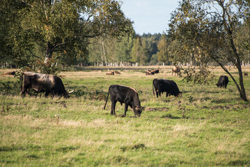 Fototapeta na wymiar Wild cows are on the green lawn meadow, Pape, Latvia.