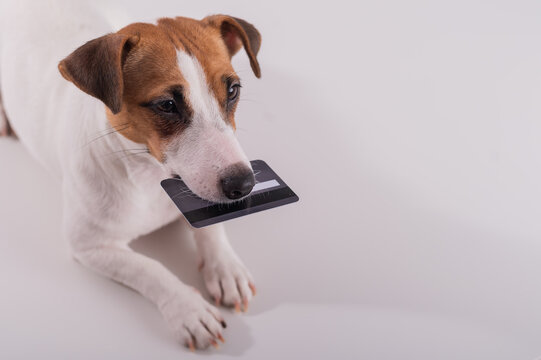 An obedient smart dog holds a bank card in his mouth on a white background. Copy space