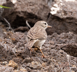 Berthelot's Pipit