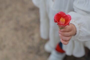 red rose in hands