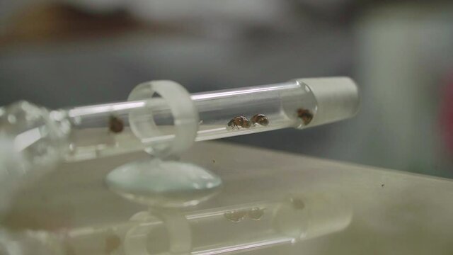 lady bugs in test tubes in lab experiment Biotechnology, plant care and protection concept, agriculture.