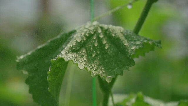 Macro Shot of Raining on a Leaf, Water Moisture Droplets on Green Leaves, Macro Close-Up, Leaf with drop of rain water with green background