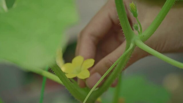 Close up of Gardener is picking yellow flower seeds for planting in the garden. Cultivation and Agriculture.