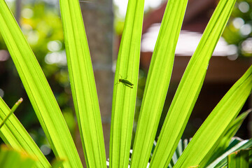 closeup shot of lady palm leaf and a bug