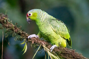 Red-lored Parrot, Amazona autumnalis, portrait of light green parrot with red head, Costa Rica. Detail close-up portrait of bird. Bird and pink flower. Wildlife scene from tropical nature