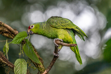 Red-lored Parrot, Amazona autumnalis, portrait of light green parrot with red head, Costa Rica. Detail close-up portrait of bird. Bird and pink flower. Wildlife scene from tropical nature © vaclav