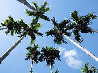 Fototapeta premium Betel palm trees on blue sky background