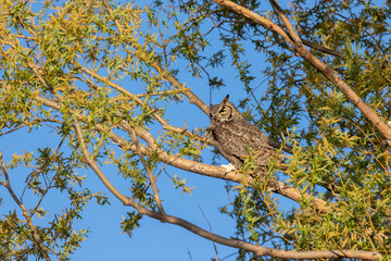 Great Horned Owl Perched in a Tree