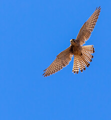 Common Kestrel (female) in flight