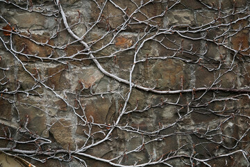 background - a stone wall entwined with dry winter stems of vines