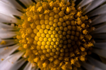 Margherita - daisy