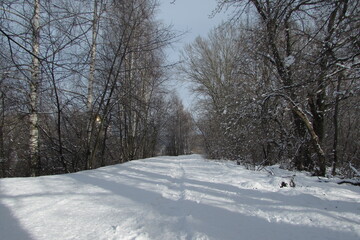 Obraz premium winter in the park