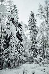 Winter's tale. Snowy forest. Narnia.