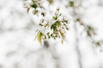 cherry flowering trees are covered with fluffy snow