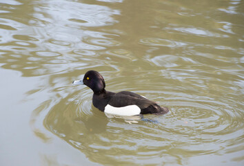 Male Tufted duck on the water.