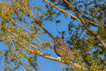 Great Horned Owl Perched in a Tree