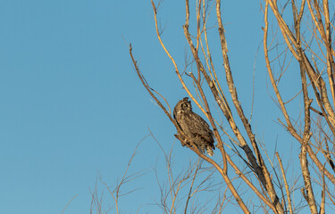 Great Horned Owl Perched in a Tree