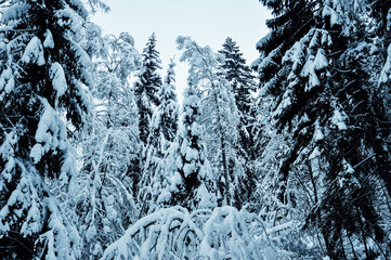 Winter's tale. Snowy forest. Narnia.