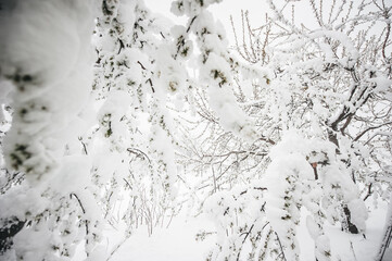 flowering trees are covered with fluffy snow