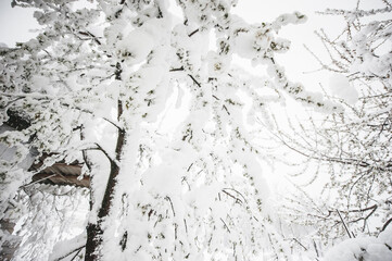 flowering trees are covered with fluffy snow