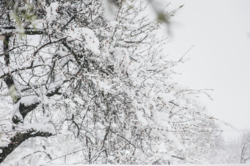 flowering trees are covered with fluffy snow