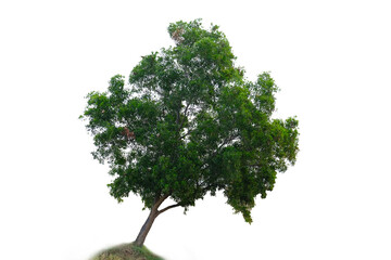 Fototapeta na wymiar Beuatiful tree on white background in high definition