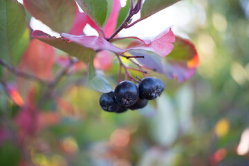 Сhokeberry tree. Tree with leave. Summer berries. 