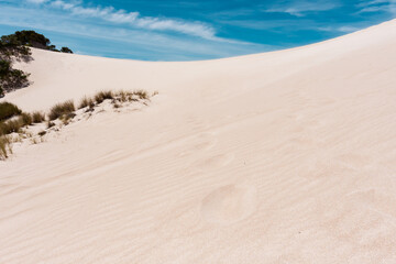 Fototapeta na wymiar White sand in the Little Sahara desert on Kangaroo Island, South Australia