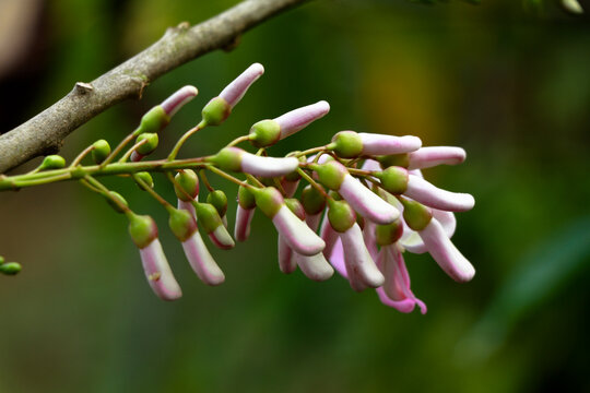 Light rose color flowers of quickstick or Gliricidia sepium tree