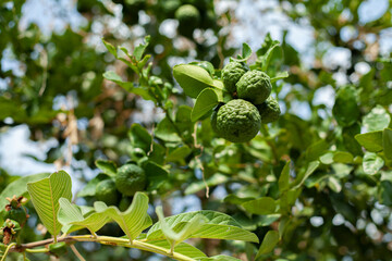 Bergamot on Tree in gaden