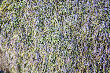 石の表面についた苔