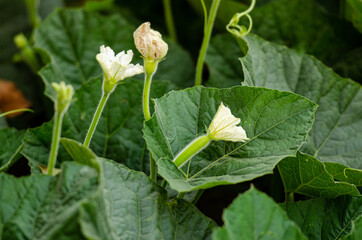 Pumpkin leaf and its flower with pumpkin bud. Pumpkin leaf is very popular in Bangladesh. It's full of vitamins and minerals