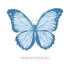 Vector set of hand drawn pastel menelaus blue morpho