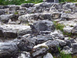 reptile on the rocks