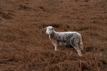 Sheep on a fell in autumn bracken.