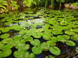 water lilies in the pond