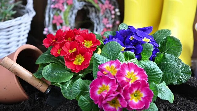 Spring in the garden. Watering and spraying flowers in the spring in the garden at home. Gardening tools and flowers on the garden terrace. Primrose of different bright colors in the ground.slowmotion