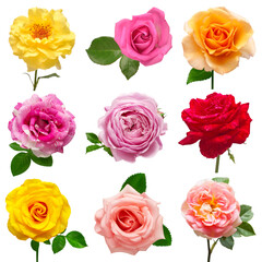 Collection multicolored flowers head roses isolated on a white background. Flat lay, top view